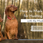 How to Mark ID Tags for Hunting Dogs with the Model 40B | Numberall Blog