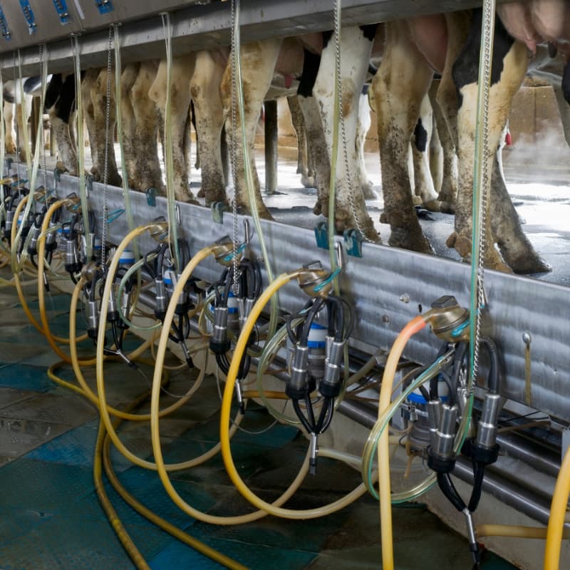 Pet Livestock Industry Stamp Milking Pumps